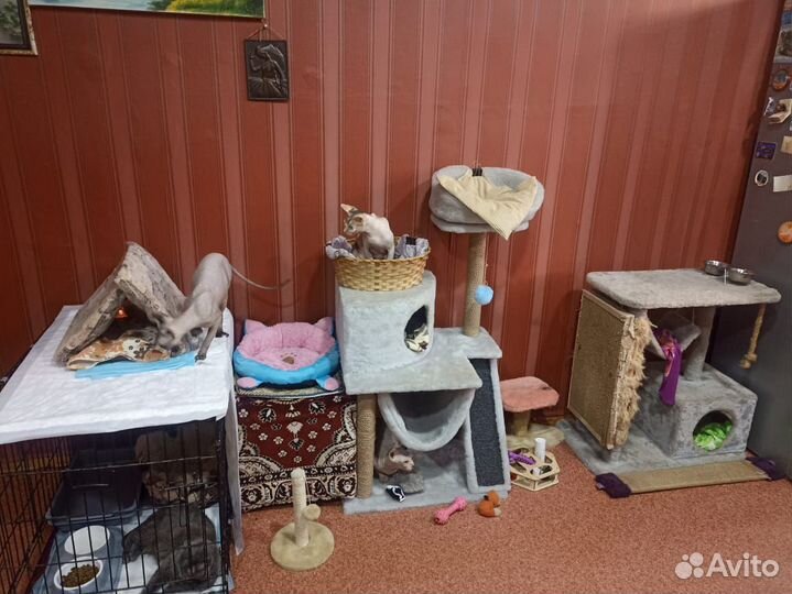 Передержка домашних животных