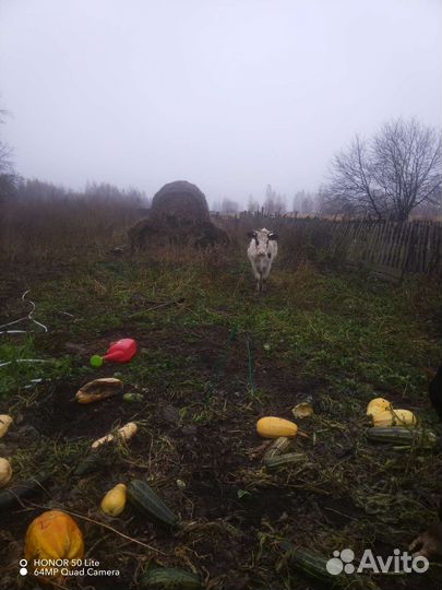 Бычок