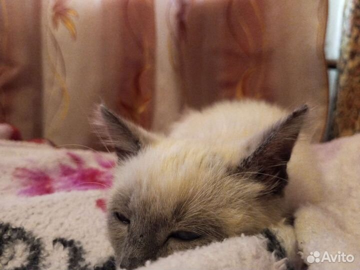 Кошка в дар