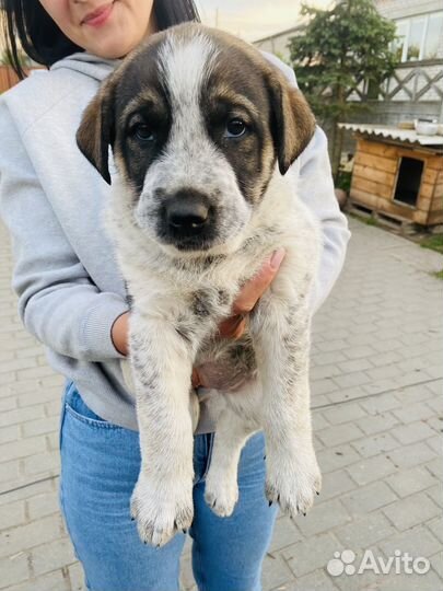 Щенки в дом