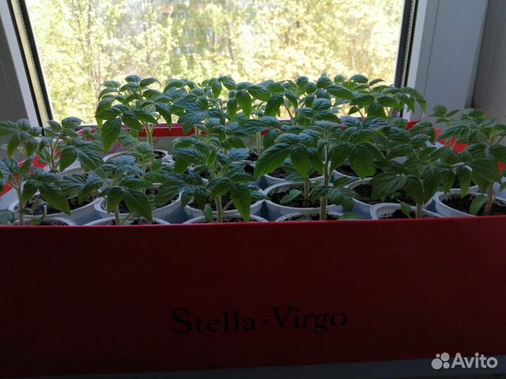 Рассада помидор 