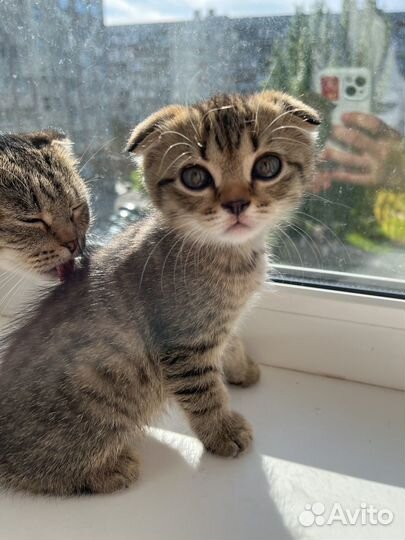 Вислоухая кошка