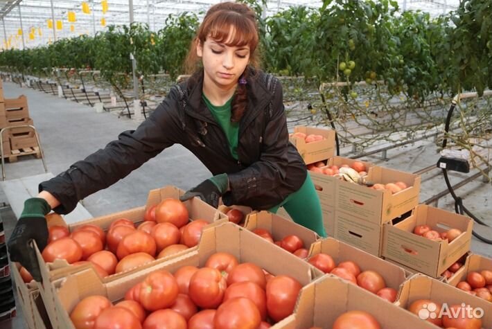 Вахта в Москве/ Сортировщик томатов в Агрокомплекс