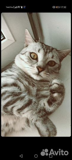 Шотландский кот