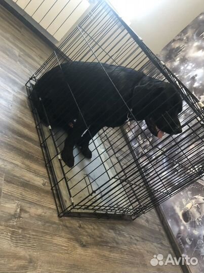 Аренда клетка для собак