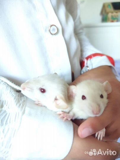 Крыски Дамбо