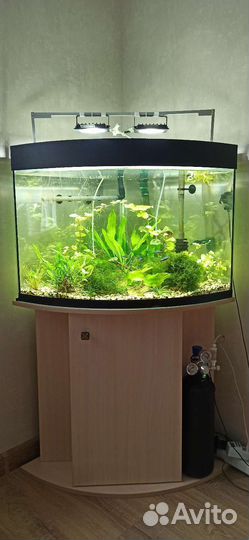 Аквариум угловой с тумбой 100л и принадлежности