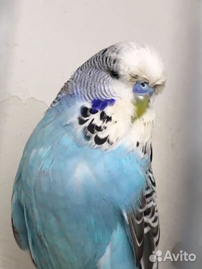 Выставочный Волнистый Попугай.чех,ввп