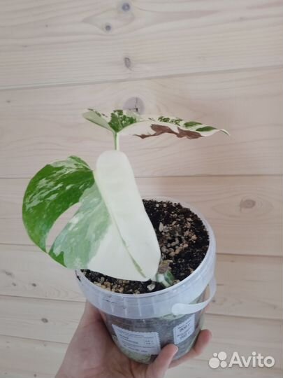 Монстера альба