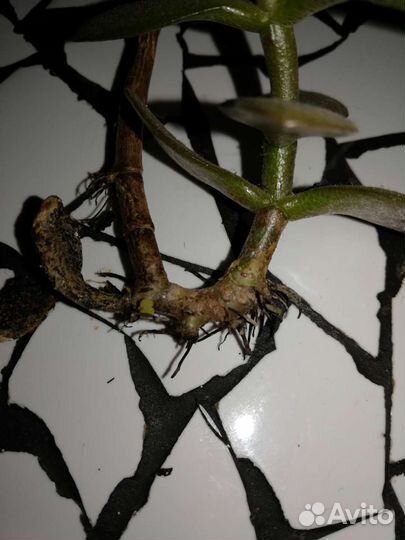 Толстянка, женское счастье отросток, суккуленты