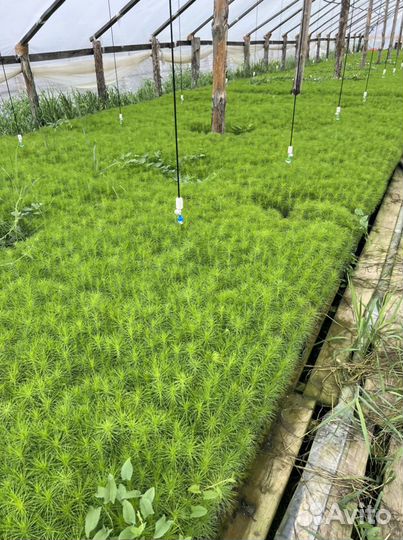 Сосна сеянцы с зкс и окс Лиственница Ель Кедр