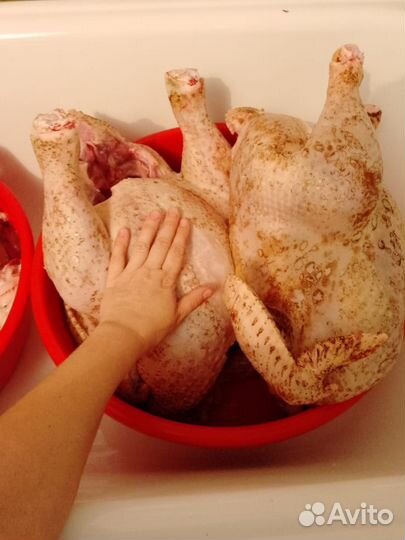 Мясо домашней индейки