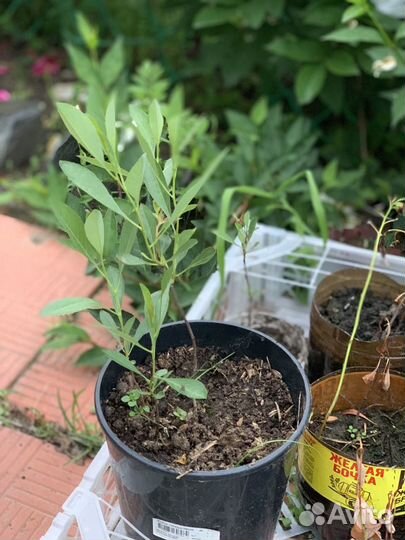 Вишнево сливовый гибрид Бессея