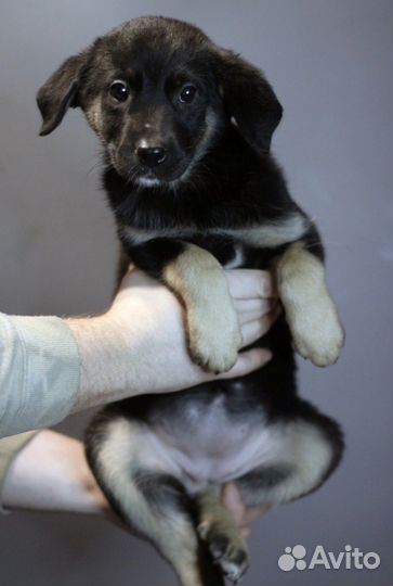 Щенки щенок в добрые руки