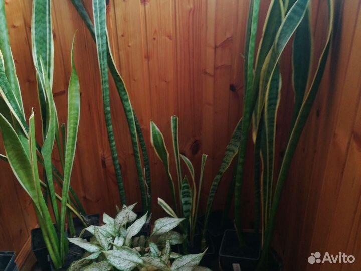 Щучий хвост