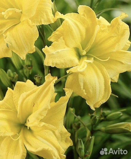 Лилейник желтый махровый