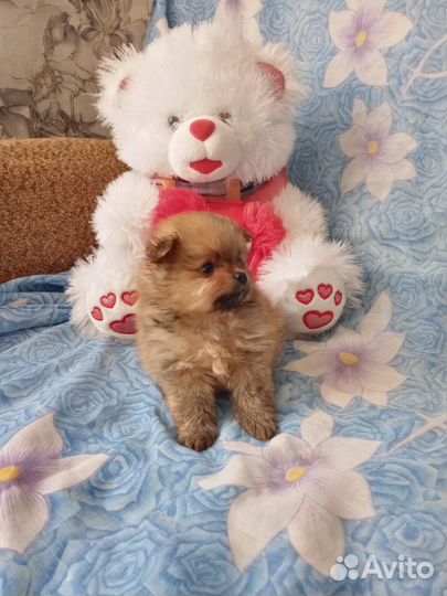 Девочка шпица миник