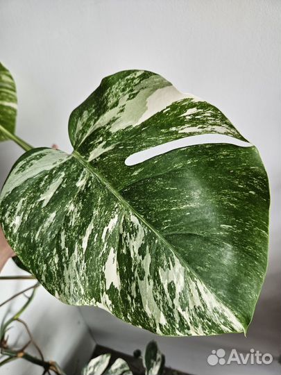 Монстера вариегатная альба