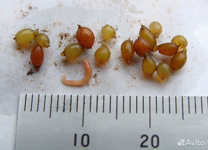 Коконы дендробены