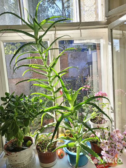 Лечебные цветы Алое. Возраст 4 года