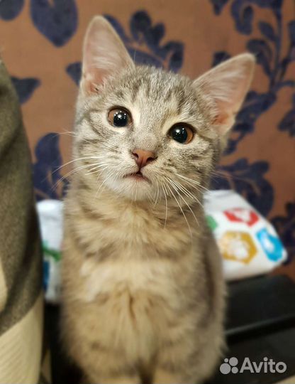 Кошка в дар