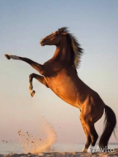 Кобыла с кобылкой