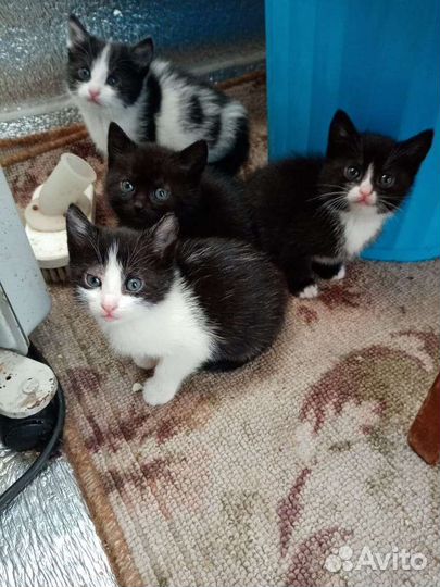 Отдам котят в добрые руки, от кошки мыщеловки