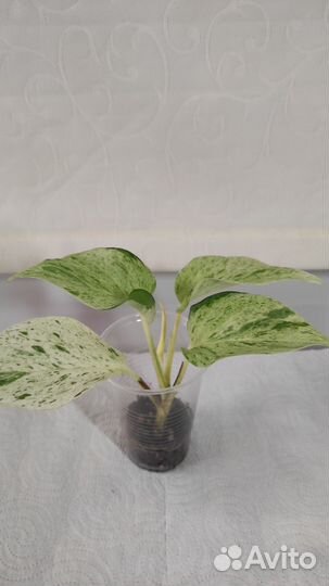 Эпипремнум,филодендрон,хойи