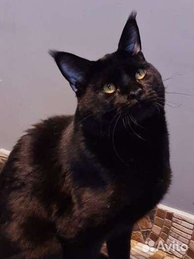 Чёрный рысенок