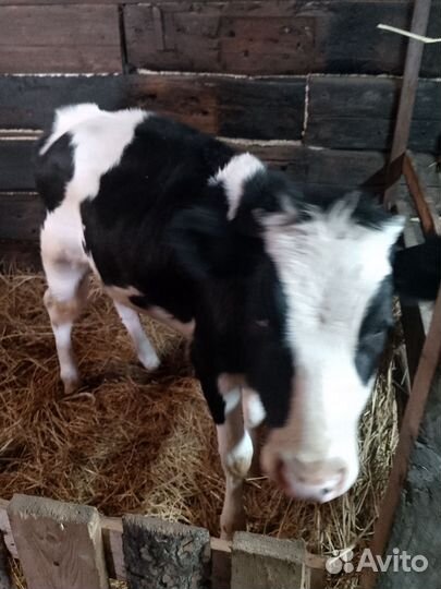 Продам тёлку