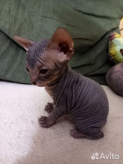 Донской сфинкс, девочка