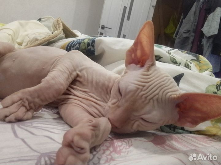 Донской сфинкс котята