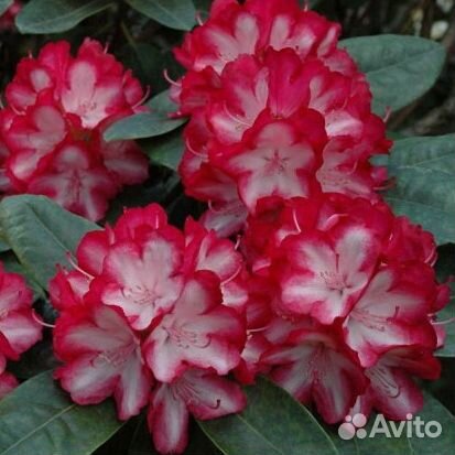 Rhododendron hybriden Ann lindsayс5