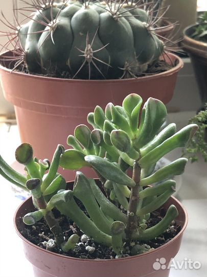 Крассула хоббит