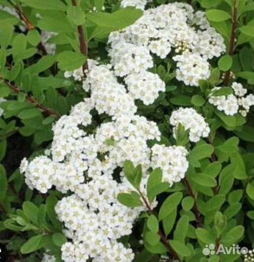 Спирея Ниппонская и Иволистная розовая