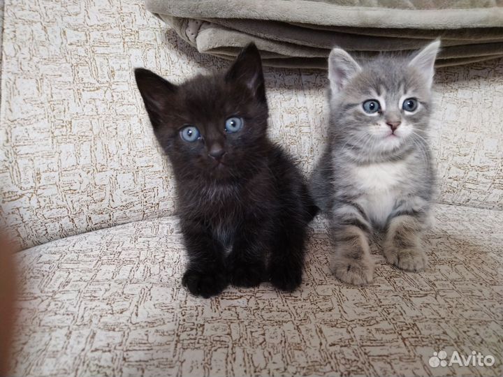 Котята курильский бобтейл