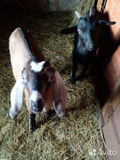 Продажа козлят