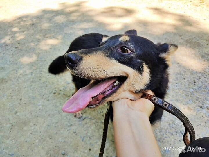 Апрелька - три лапки. 3 года. Стерилизована