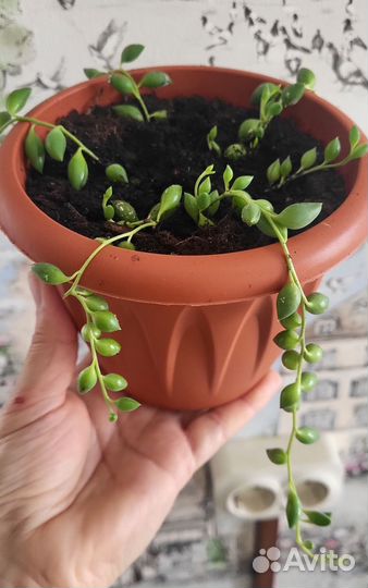 Крестовник геррейна вариегатный