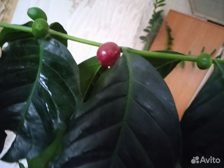 Кофе арабика дерево