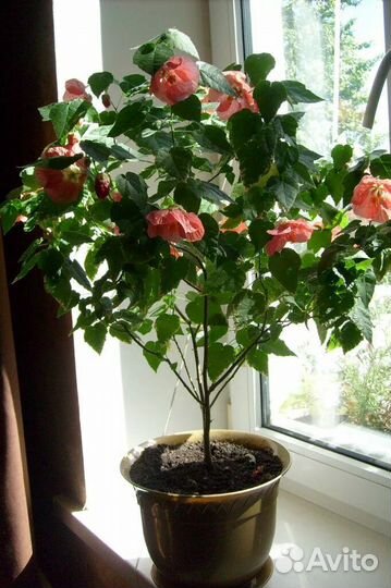 Клен комнатный абутилон