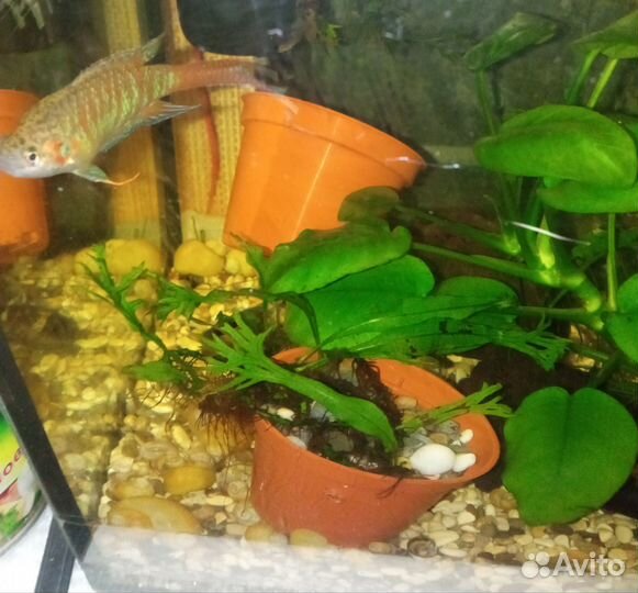 Анубиса растения