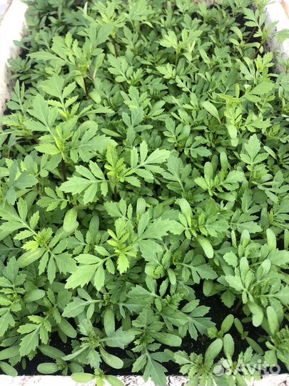 Рассада бархатцев