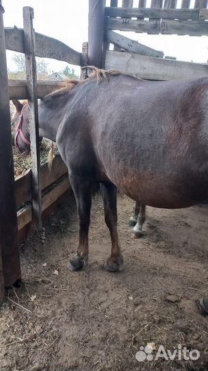 Корова и лошадь