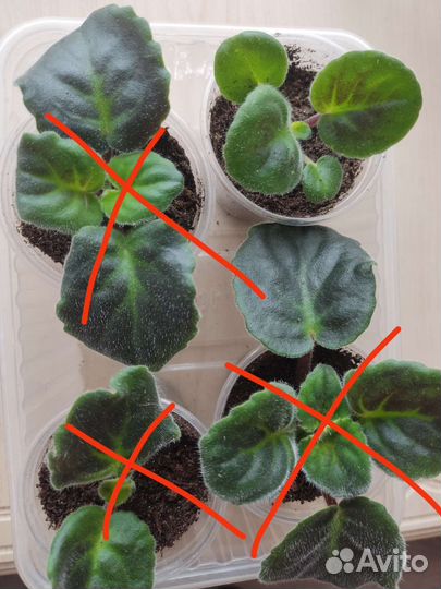 Сортовая Фиалка