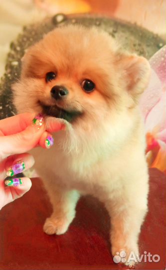 Стрижка собак у нас на дому