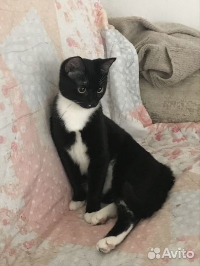 Кошки бесплатно