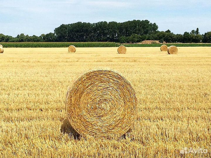 Солома ячменя