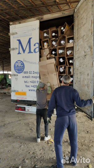 Пэт кеги 30л (более 10 тыс. шт)