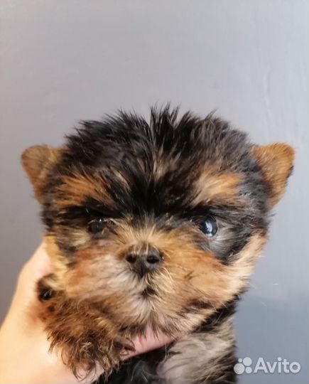 Йоркширский терьер